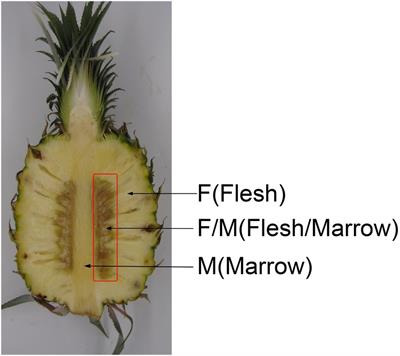 The class III peroxidase gene family is involved in ascorbic acid induced delay of internal browning in pineapple